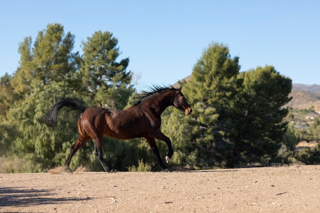 Close up on horse in nature