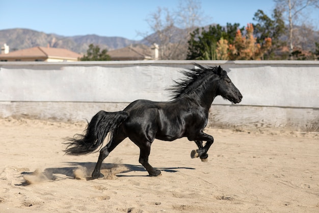 Close up on horse in nature