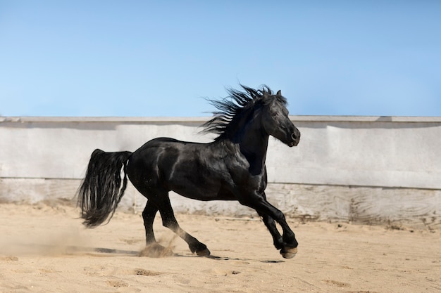 Free Photo close up on horse in nature