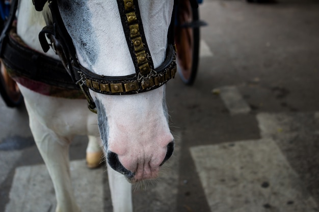 Close up of a horse pulling a carrage