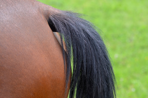 Free photo close up of horse tail