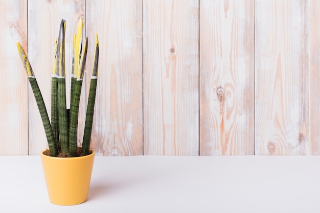 Free Photo close-up of houseplant in yellow pot on white desk against wooden wall