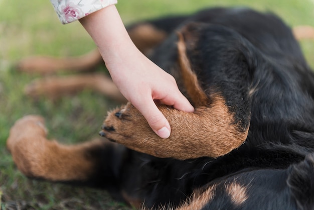 Close-up of a human hand holding dog's paw