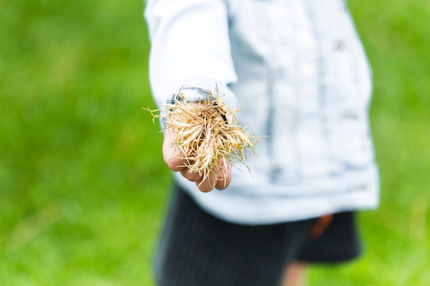 Free photo close-up of a human hand holding grass