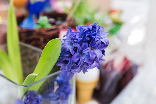 Free photo close-up of hyacinth flower plant in the glass