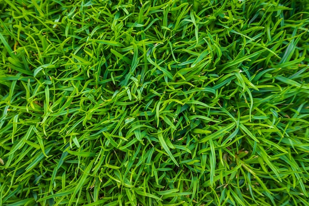 Close-up image of fresh spring green grass .