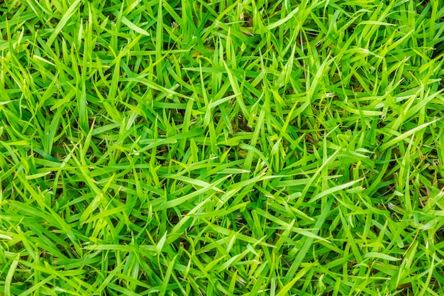 Close-up image of fresh spring green grass .