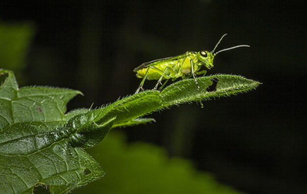 Close up of insect on green leaf