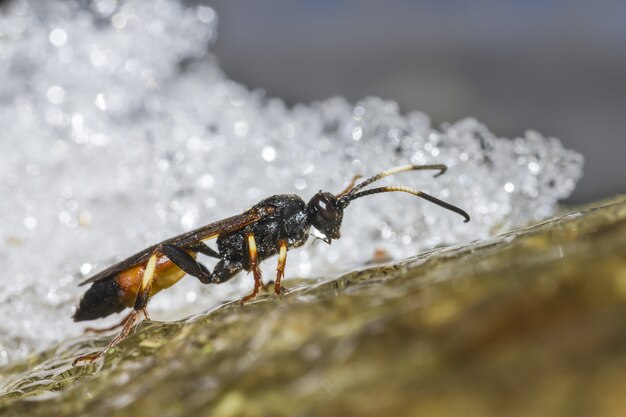 Close up of insect on rock