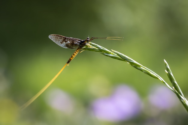 Close up of insect sitting on plant