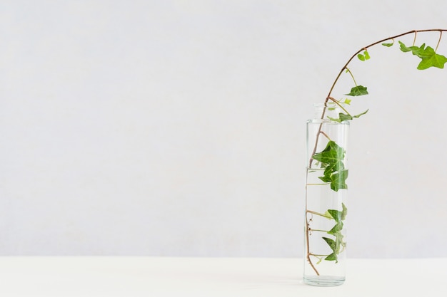 Free photo close-up of ivy in transparent glass bottle on white desk against background