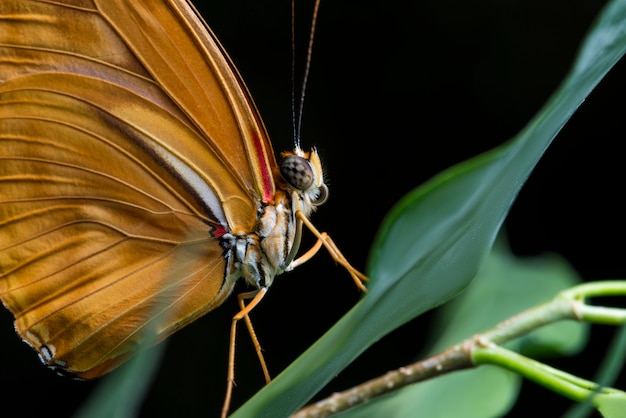 Free Photo close up julia butterfly with black background