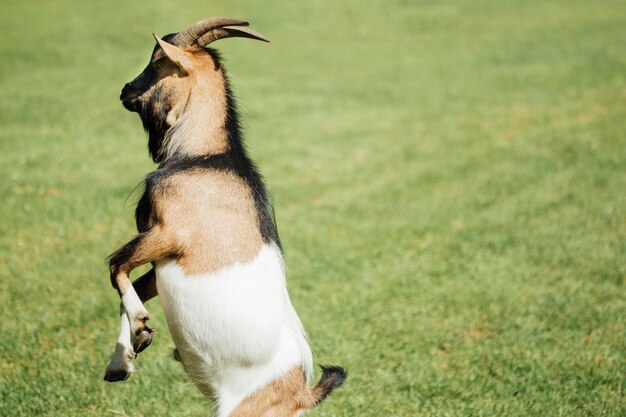 Close-up jumping farm goat on pasture