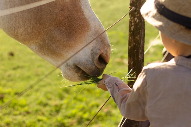 Free Photo close up kid petting horse