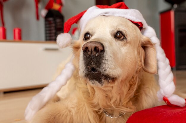 Close-up labrador at home wearing santa hat