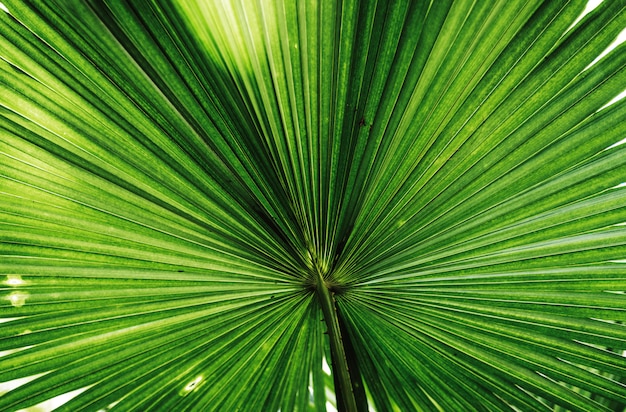 Free Photo close up of a large green leaf