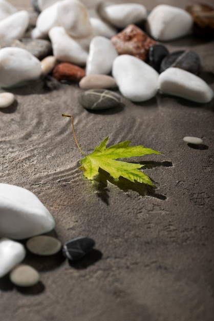 Free photo close up on leaf floating on water