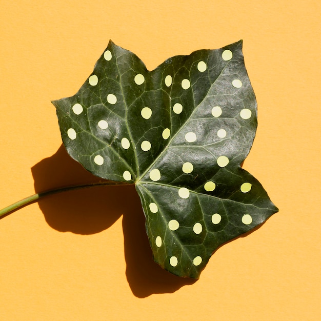 Free Photo close-up leaf painted with dots and shadow