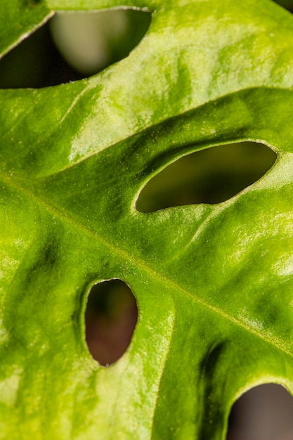 Close-up of leaf stem with texture