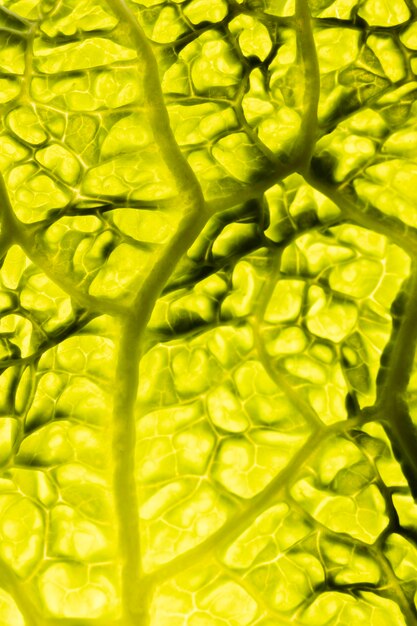 Close-up of leaf with veins