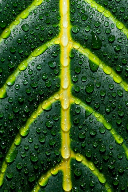 Free photo close-up of leaf with water drops