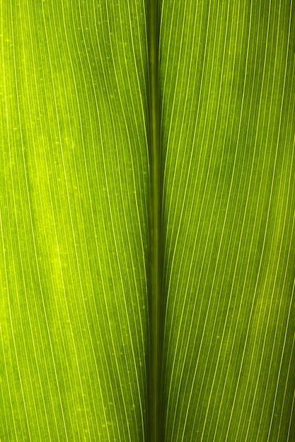 Free Photo close-up of leaf