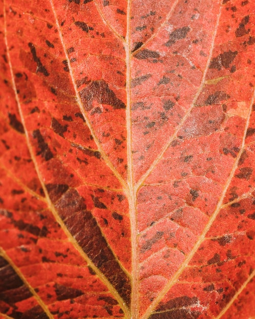 Free photo close-up of leaf