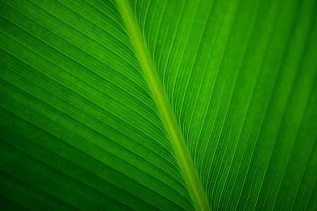 Close up Leave of a banana plant