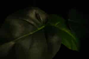 Free photo close-up leaves of alocasia