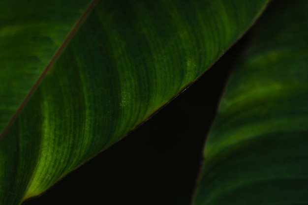 Free photo close-up leaves on black