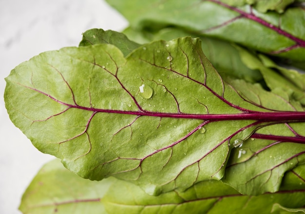 Close-up leaves of fresh swiss chard