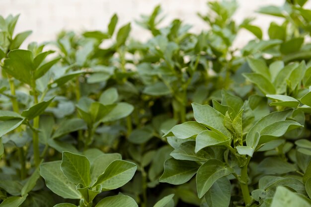 Close-up of leaves in hedge