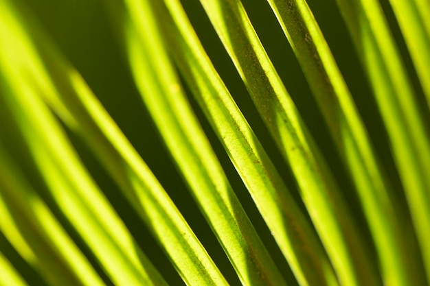 Close-up leaves organic background