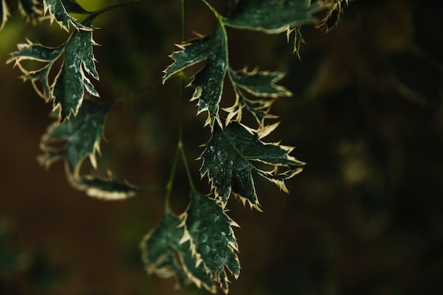 Free photo close-up leaves of plant