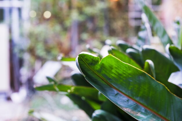 Close-up of leaves on plant