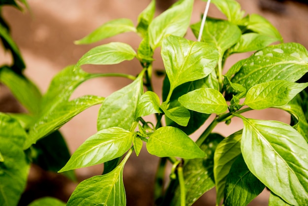 Close-up leaves of veggies in greenhouse