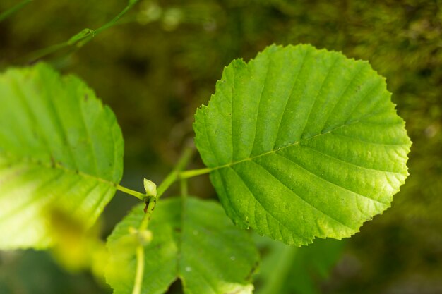 Close-up leaves with blurred background outdoors