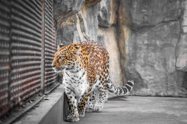 Close-Up Of Leopard In Zoo