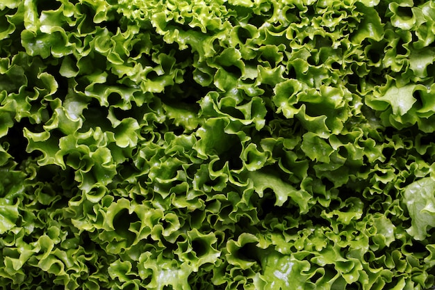 Free photo close up of lettuce leaves