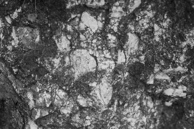 Close-up of lichen and fungus growing on old rock