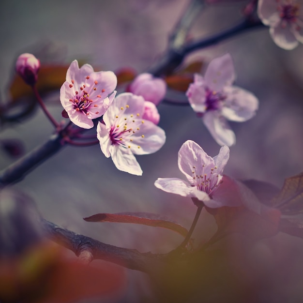 Free Photo close-up of lilies with blurred background