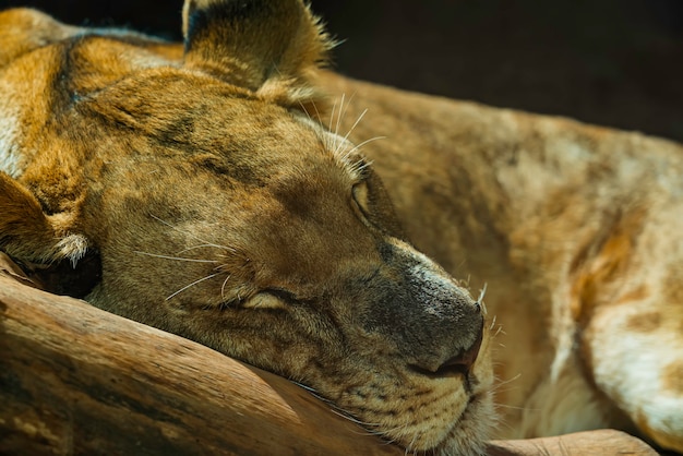 Free Photo close up of lioness sleeping