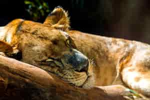 Free photo close up of lioness sleeping