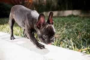 Free photo close-up little french bulldog outdoor