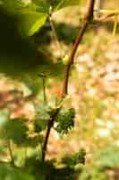 Free photo close-up little unripe grape