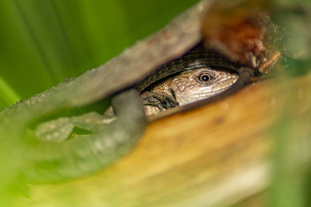 Close up of lizard reptile