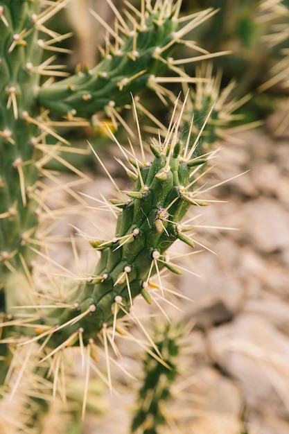 Close-up of long thorns on succulent plant