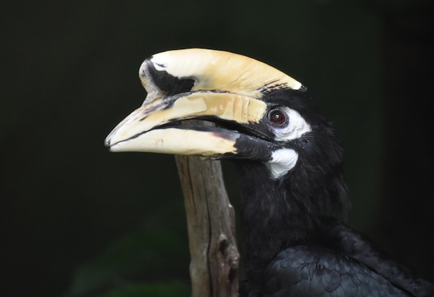 Free Photo close up look at the face of a black hornbill bird.