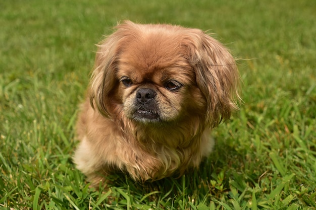 Free Photo close up look at a fluffy blonde pekingese dog playing outside in green grass.