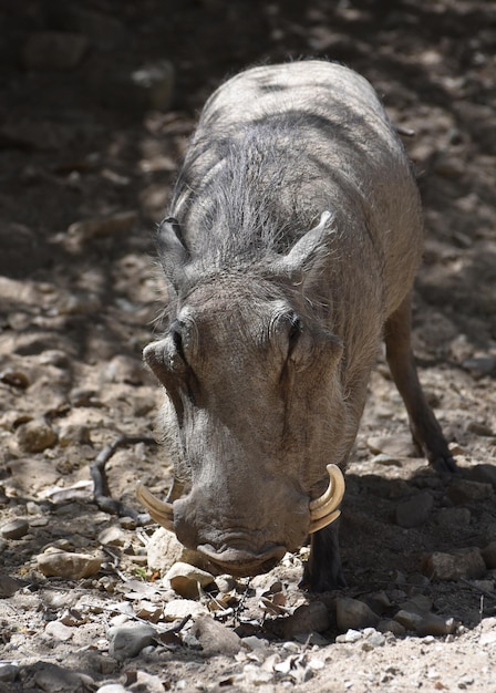 Free photo close up look into the face of a hairy warthog.